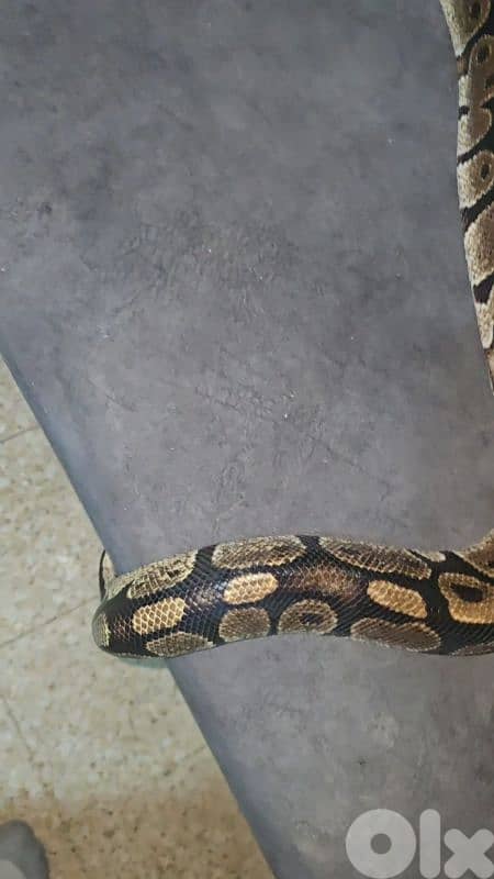 شارع الموسوي 2