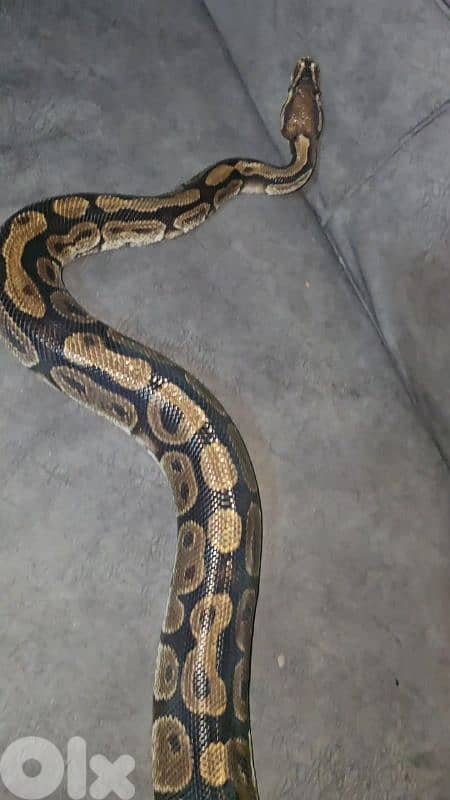 شارع الموسوي 5