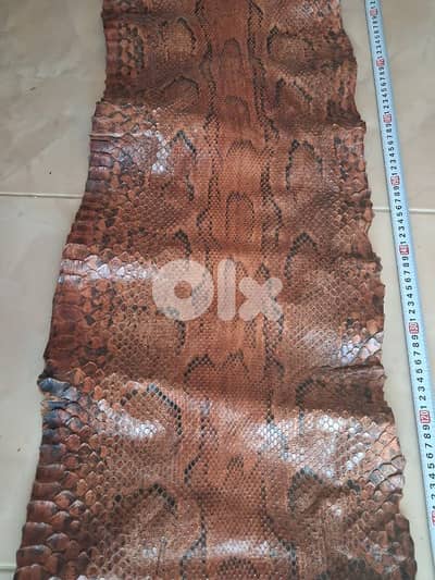 جلد حيه طول ٤ متار ونص