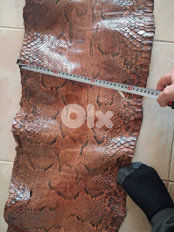جلد حيه طول ٤ متار ونص 3