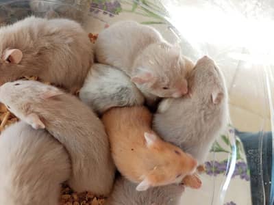 sold sold sold hamsters
