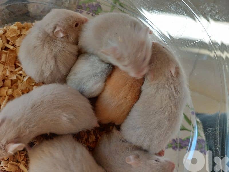 sold sold sold hamsters 1