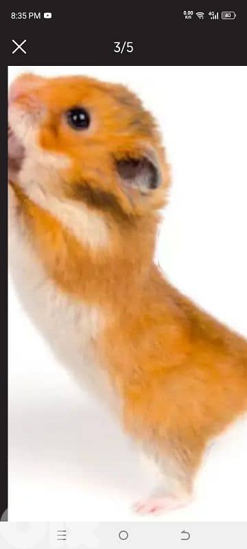 sold sold sold hamsters 2