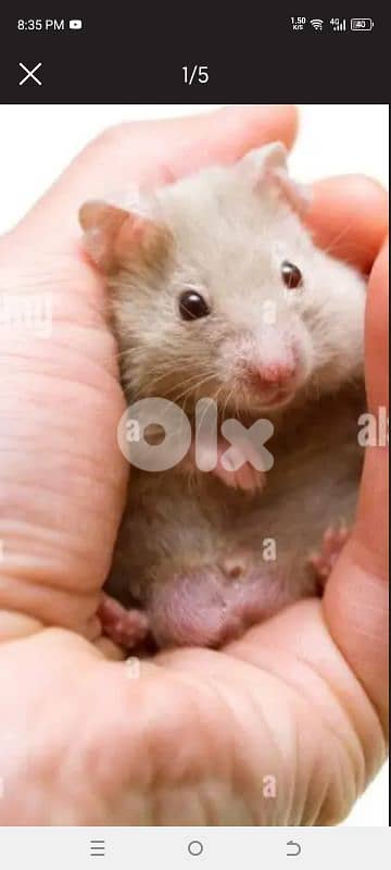 sold sold sold hamsters 3