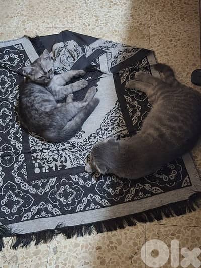 British shorthair