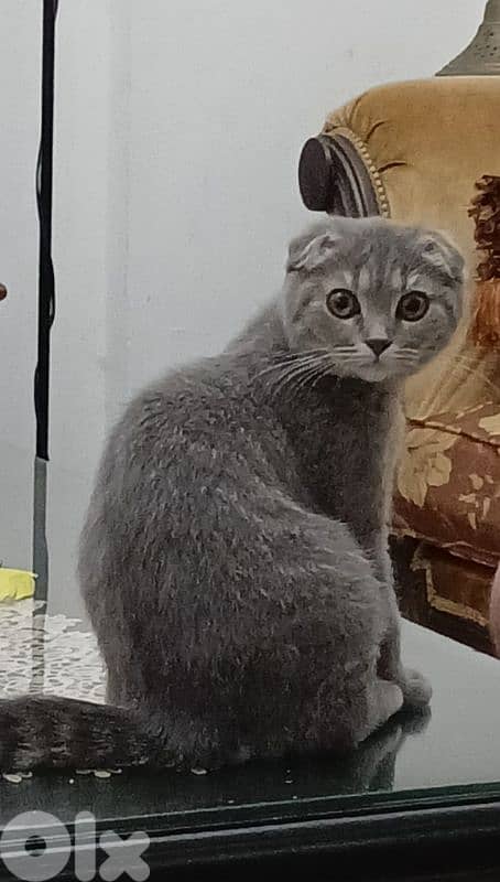 British shorthair 1