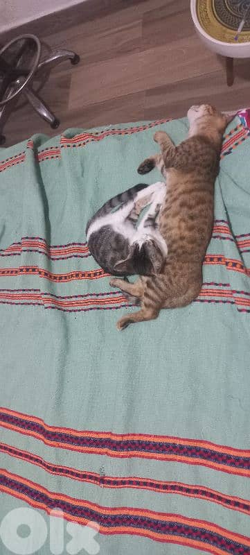 2 kittens for adoption 0