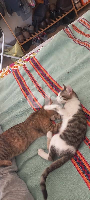 2 kittens for adoption 1