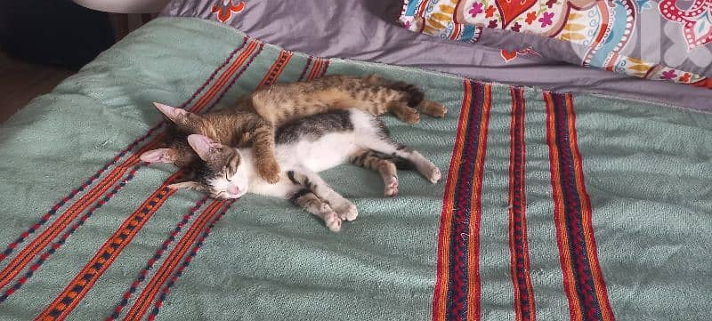 2 kittens for adoption 2