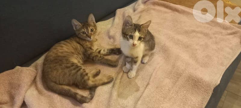 2 kittens for adoption 3