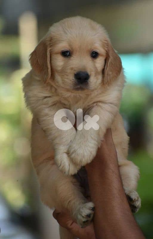 golden retriever bear face 0