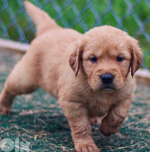 golden retriever bear face 1