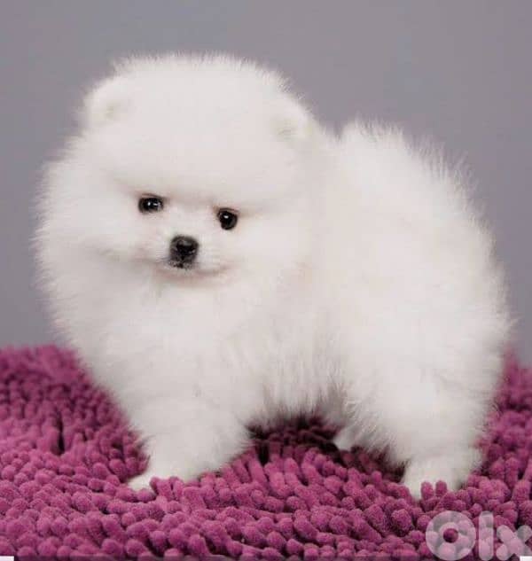 pomeranian teacup 0