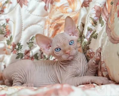 Special Sphynx Kittens in store/ cat قطط