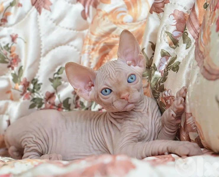 Special Sphynx Kittens in store/ cat قطط 0