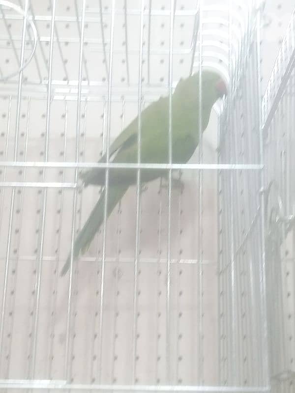 ببغاء 1