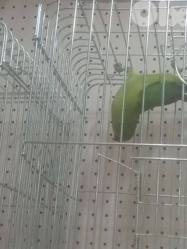 ببغاء 2