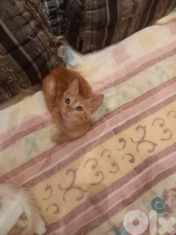 بسينات للتبني 0