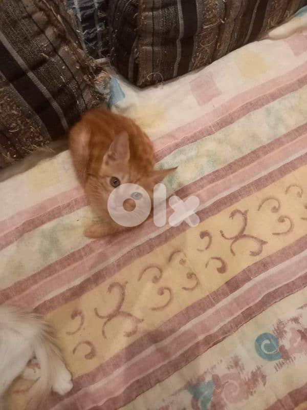 بسينات للتبني 1