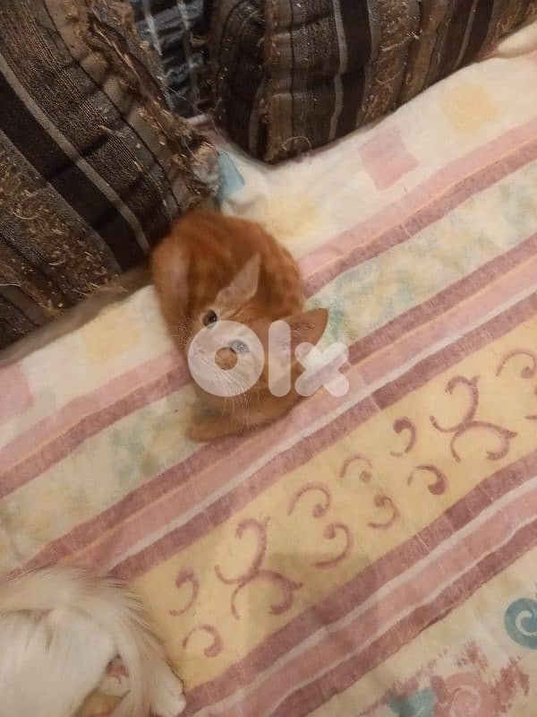 بسينات للتبني 2