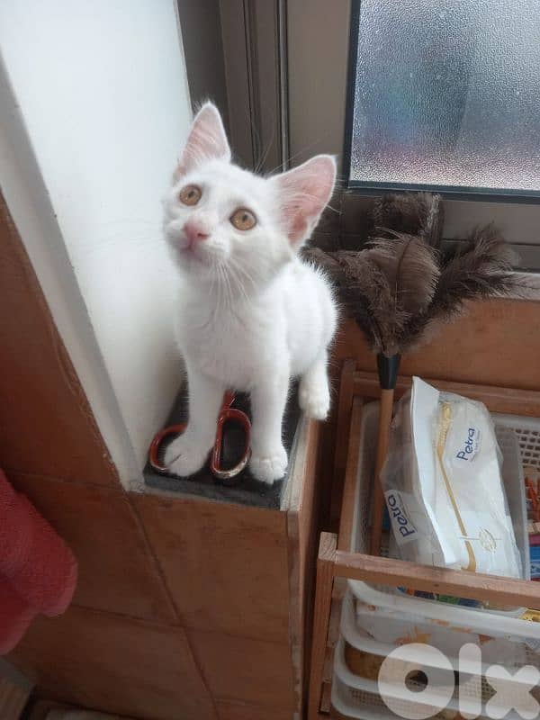 بسينات للتبني 3