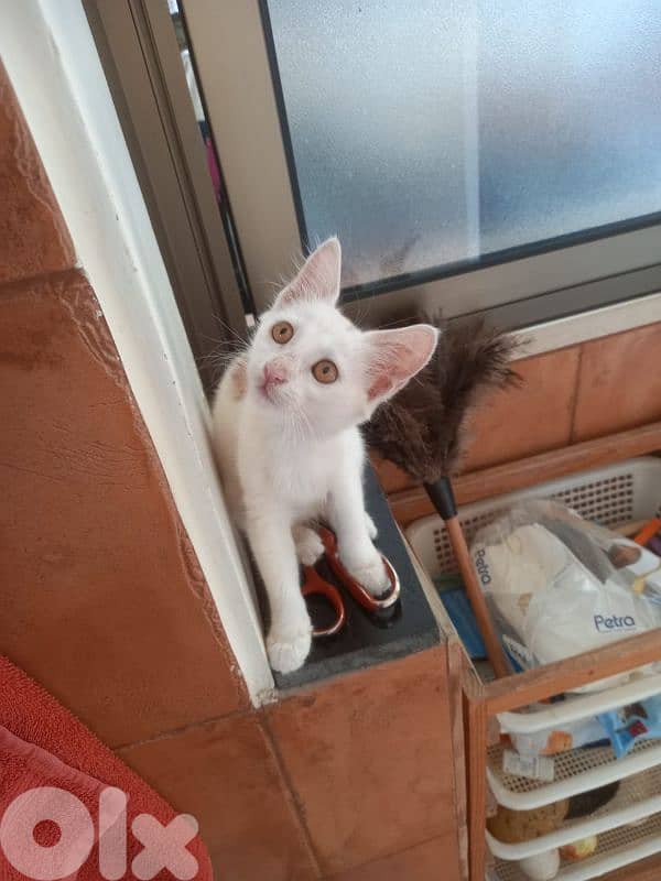 بسينات للتبني 4