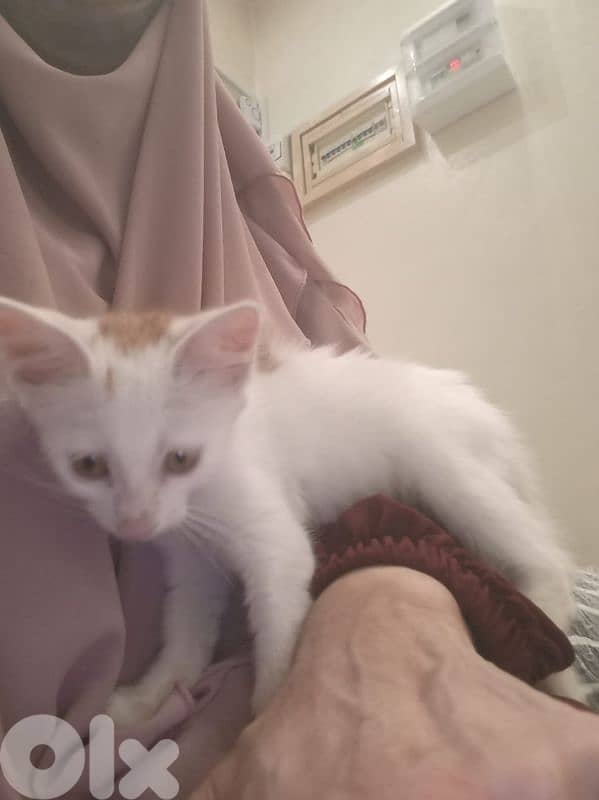 بسينات للتبني 5