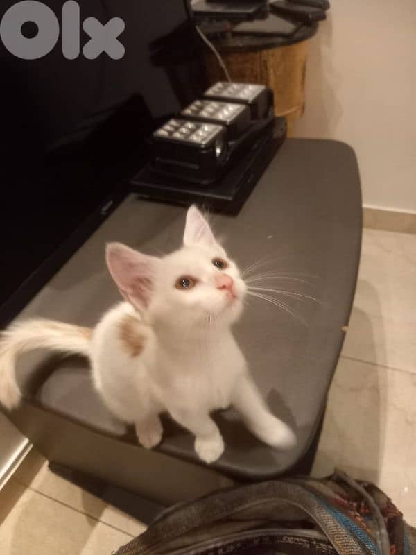 بسينات للتبني 6