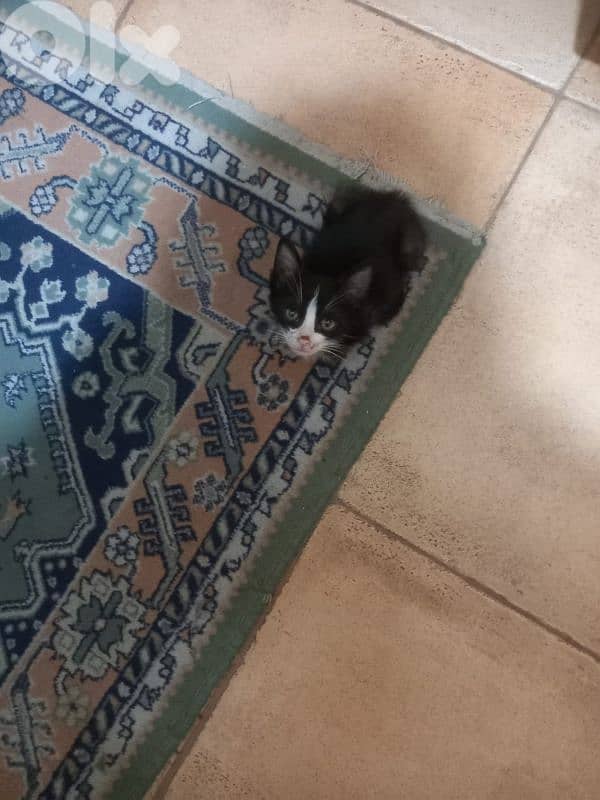 بسينات للتبني 7