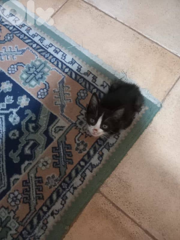 بسينات للتبني 8