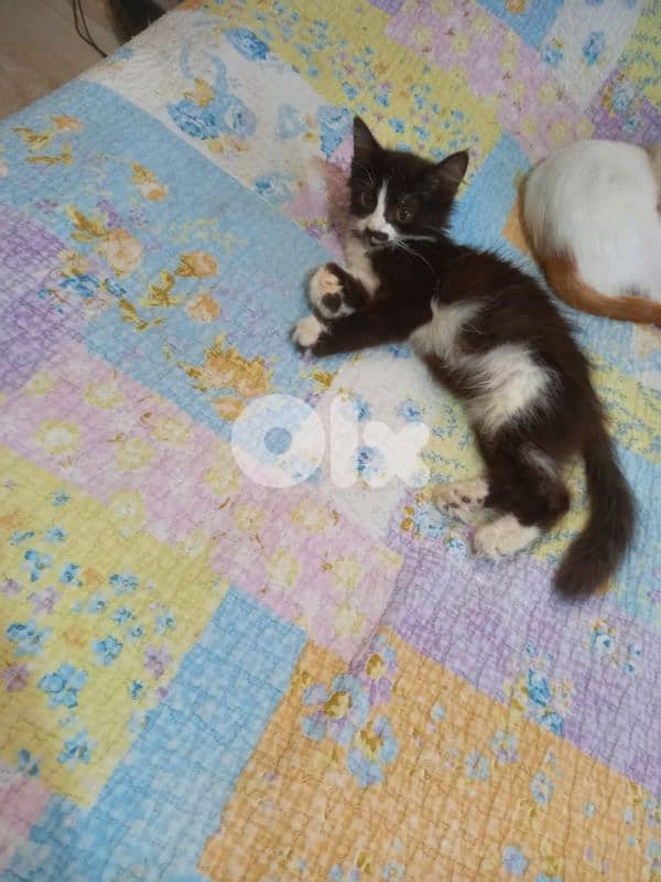 بسينات للتبني 9