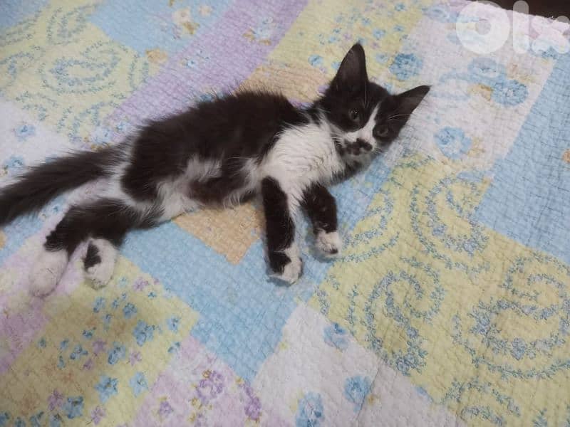 بسينات للتبني 10