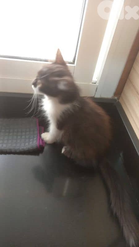 بسينات للتبني 11