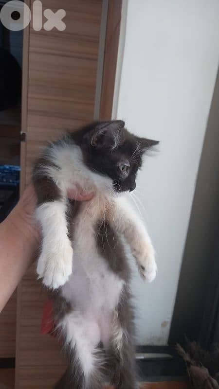 بسينات للتبني 12