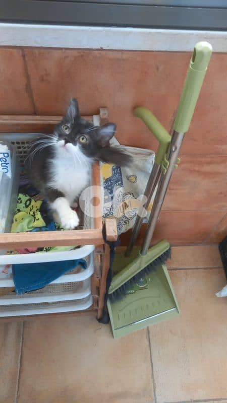 بسينات للتبني 13