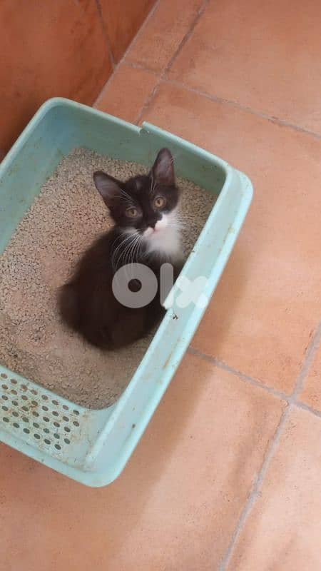 بسينات للتبني 14