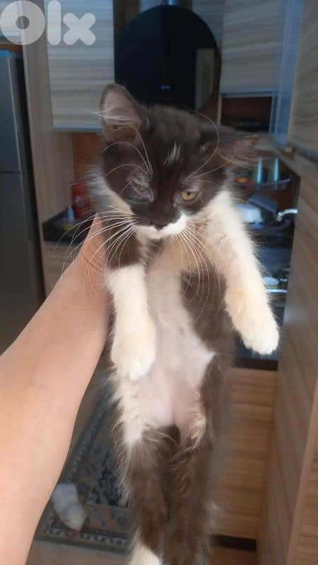 بسينات للتبني 15