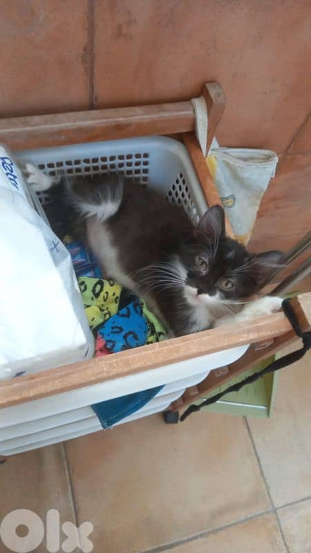 بسينات للتبني 16