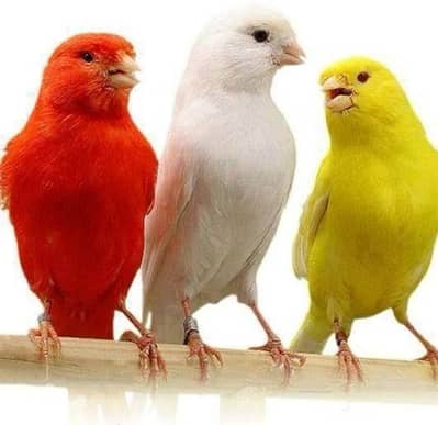لدينا جميع انواع الطيور و العصافير و الأرانب و مستلزماتهم بأفضل أسعار