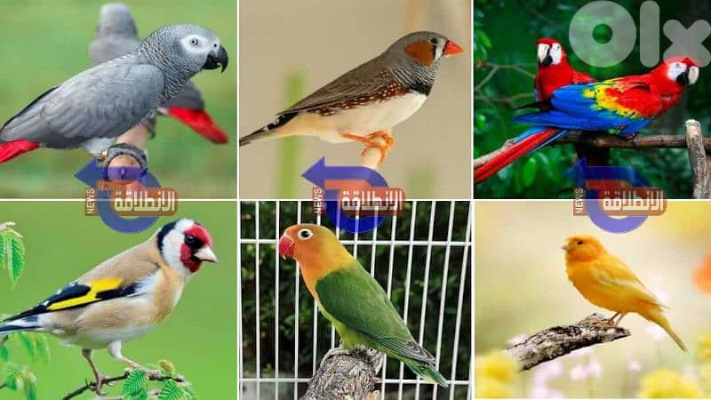 لدينا جميع انواع الطيور و العصافير و الأرانب و مستلزماتهم بأفضل أسعار 1