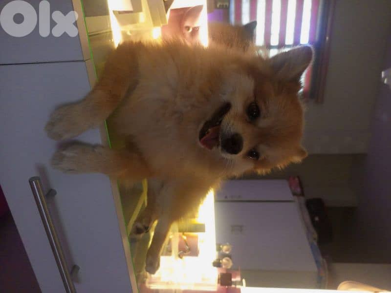 Pomeranian dog 0