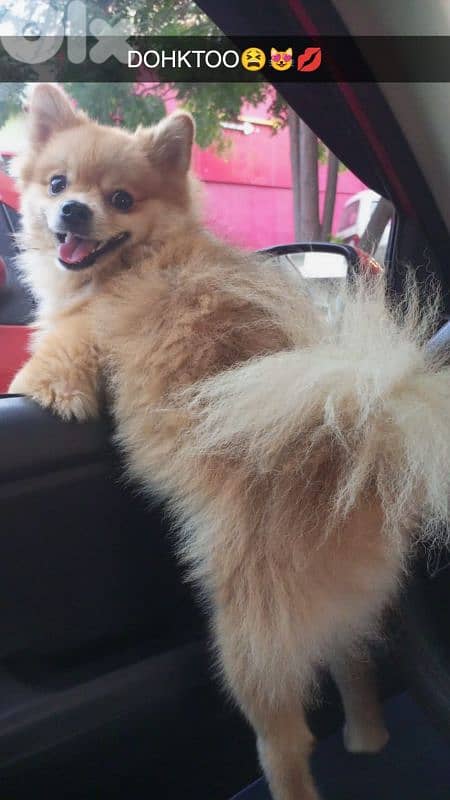 Pomeranian dog 2