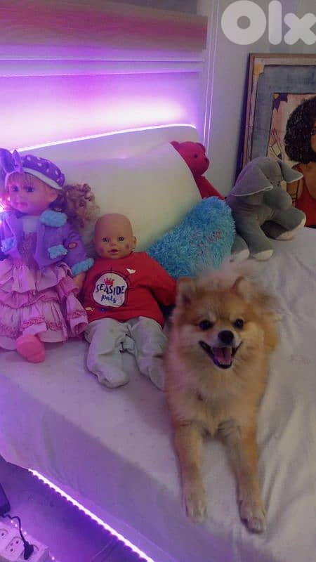 Pomeranian dog 3