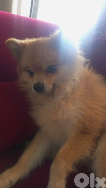 Pomeranian dog 4