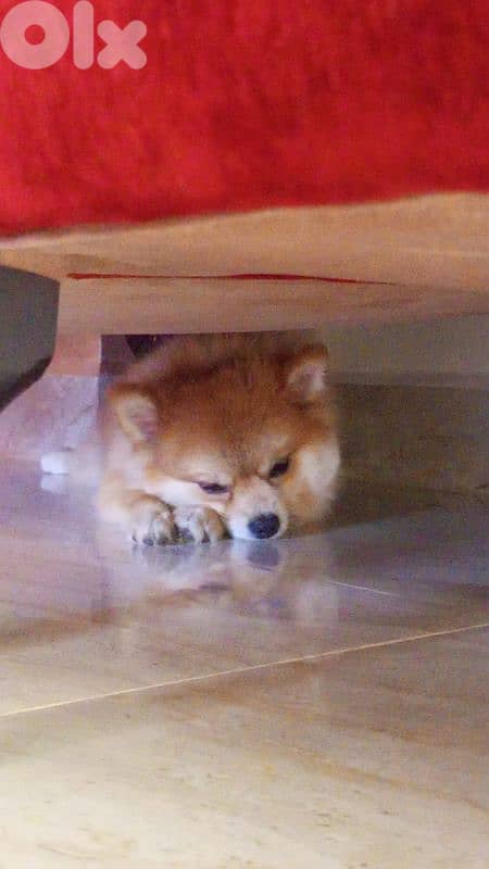 Pomeranian dog 5
