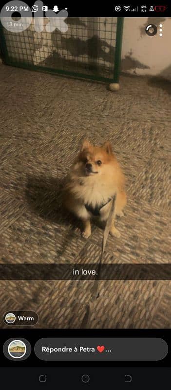 Pomeranian dog 6