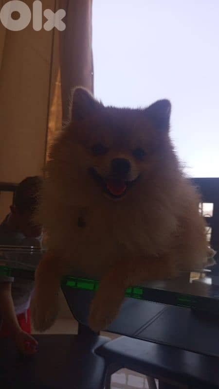 Pomeranian dog 7
