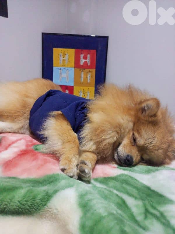 Pomeranian dog 8