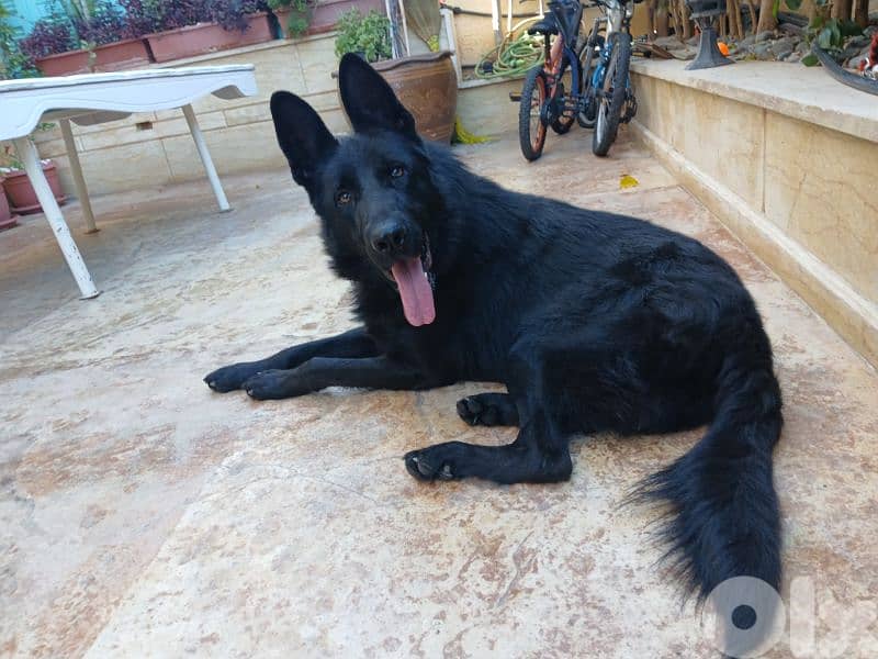 pure german shepherd for sale 0