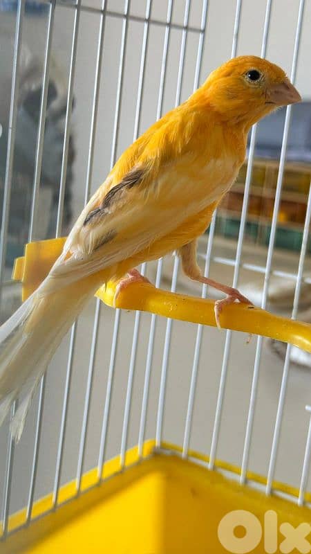 كنارات للبيع 0